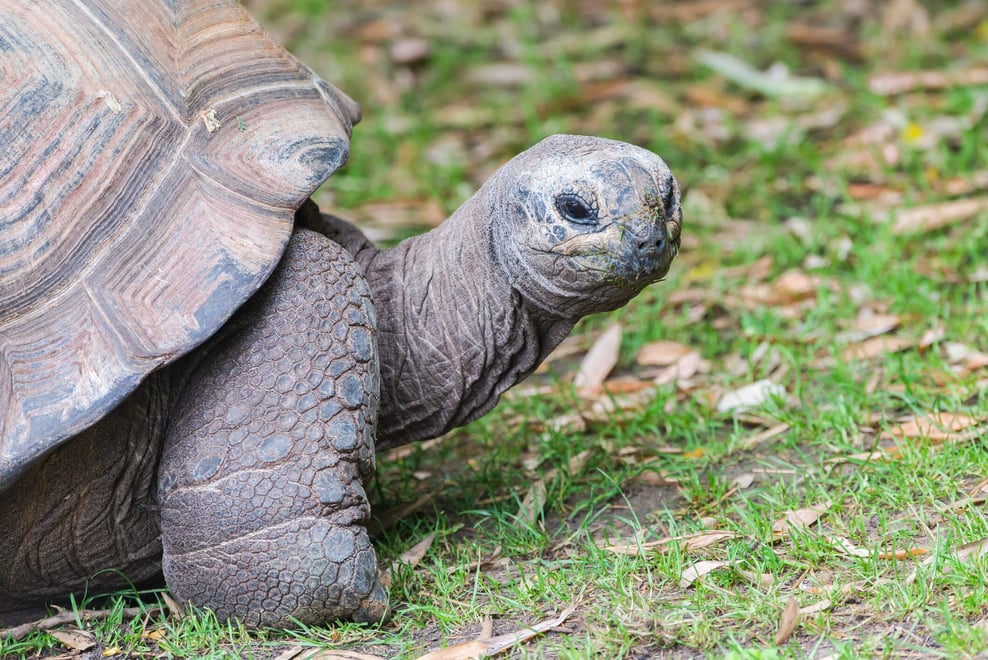 Things for Seniors to Enjoy at ZooTampa at Lowry Park