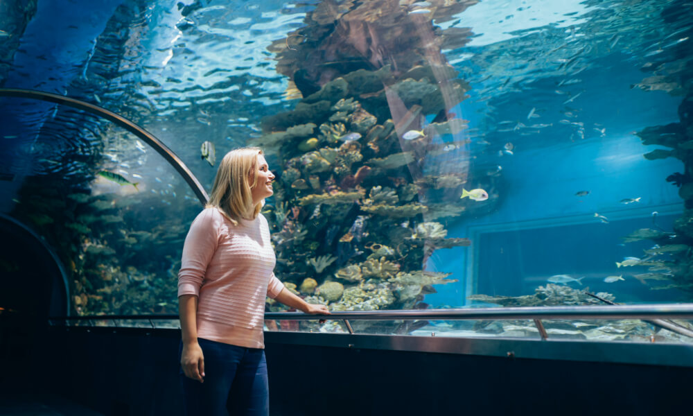 Tampa, FL Aquarium